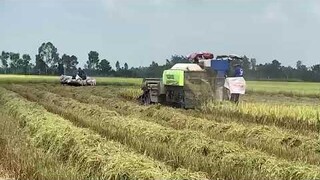 Máy Cắt Lúa KUBOTA 105x l Máy Gặt Đập Liên Hợp