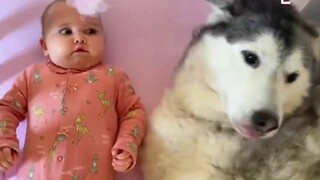 The dog will actually take the initiative to take care of the baby at home. Have you ever seen such 