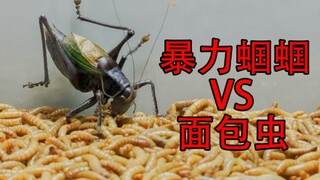 暴力蝈蝈VS面包虫，蝈蝈能否力压群雄？