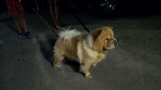 #shihtzu #chowchow ,hindi natakot si Tuffy,laki ni Advy#shorts @Gina Lubang