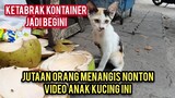 Astagfirullah Anak Kucing Menangis Kakinya Buntung Kelaparan Menjilati Sisa Kelapa Muda Di Jalanan.!