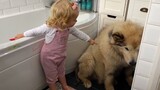 [Động vật]Khi chú chó Philip của tôi không chịu tắm...