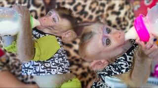 Most Beautiful Girls !! Tiny Toto & Yaya so cute when drinking milk together