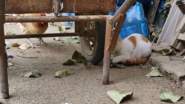 Kucing: Terpotong ayam? Kartun tidak bertingkah seperti ini!