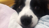 Peliharaan Lucu | Setelah Tidur, Anjing Kecil Melindungi di Samping