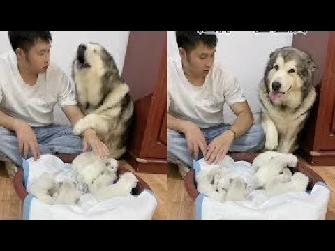 Funny actions of cute Alaskan dogs #5