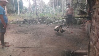 hahaha..panalo pa . yong .. visaya na manok.. naka chamba sa ulo.. ng kalaban..