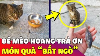 Cho 'MÈO HOANG' ăn liên tục 1 tháng, cô gái bất ngờ 'ĐƯỢC TRẢ ƠN' bằng thứ không thể ngờ 😎 Gâu Đần