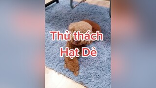 Con lại có phô mai ăn rồi cô chú ơi 😆 HatDe TeamHatDe Dog doglover 멍멍이 강아지 ThuCung dogsofttiktok