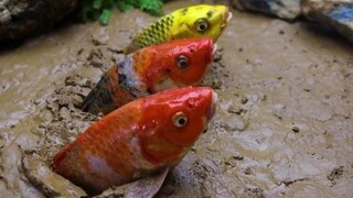 [MAD]Ikan Koi di Kolam Bawah Tanah Sangat Menarik