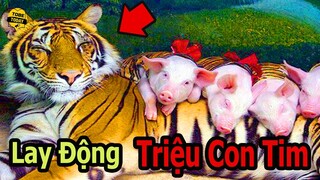 🔴Trầm Cảm Sau Sinh Vì Mất Con, Hổ Mẹ Này Đã Làm Gì Bầy Lợn Con Thả Vào Chuồng ?