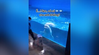 Thấy anh đẹp zai nên ham hố hả 😘😂❤️ beluga cavoi animals fyp foryou foryoupage cute thucung