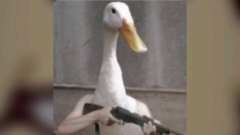 phonk+duck photo