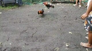 small but terrible