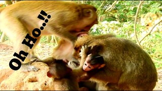 Oh Ho..!!, What​ ​Is Baby Monkey Wrong?, Adorable Baby Monkey Brittany Was Carried By Big Bertha