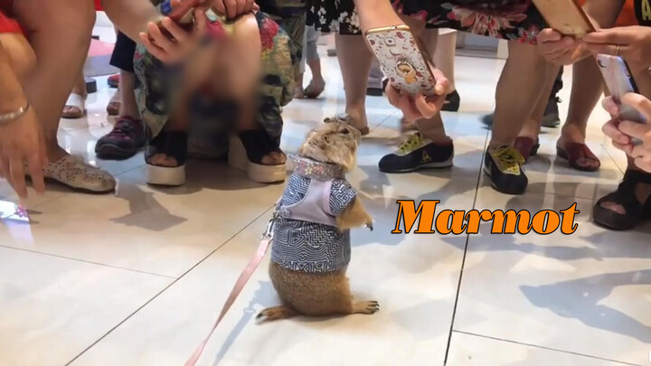 [Hewan]Pengalaman groundhog milikku di Raffles