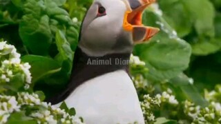 Burung Puffin - Burung yang dapat terbang dan berenang