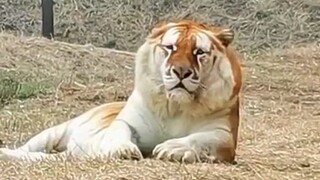 Is this fat tiger near-sighted?