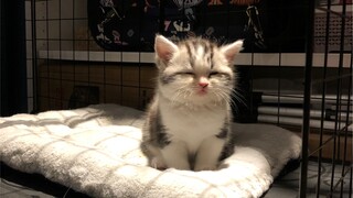 在线送倔强小猫咪～