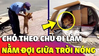 Cảm động chú chó THEO CHỦ đi làm, cả ngày 'NẰM NGOÀI ĐƯỜNG' nắng nóng để đợi chủ của mình 🥰 Gâu Đần