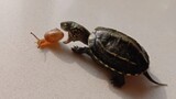 This turtle tries to swallow a snail
