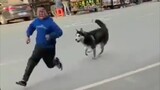 Husky: Come play with me! Child: Don’t come over! ! !