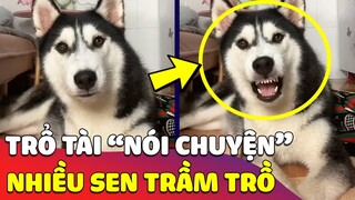 Chiếc Husky trổ tài 'NÓI TIẾNG VIỆT' khiến nhiều Sen trầm trồ 😅 Gâu Đần