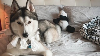 My Husky Ate A Box Of Tissues | FUNNY REACTION!