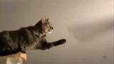 Cat:Curiosity is killing me