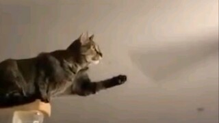 Cat:Curiosity is killing me