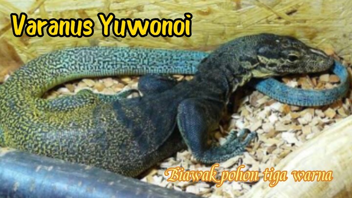 Tricolor Monitor ( Varanus Yuwonoi ) Biawak tiga warna