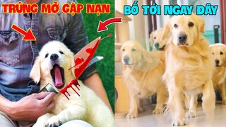 Thú Cưng Vlog | Trứng Bạc Và Trứng Vàng #20 | Chó gâu đần thông minh vui nhộn | Funny pets smart dog