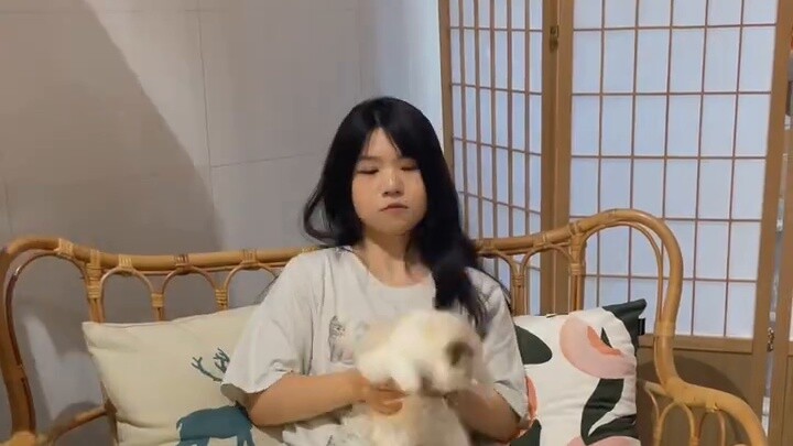 Mari kita ucapkan selamat kepada adik perempuan yang telah melahirkan kucing Ragdoll~Aku bersumpah d