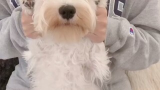 Cute dog