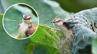 Bahkan Burung Lebih Pintar Menjahit daripada kamu!