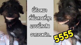 เมื่อแฟนเอาฟันปลอมยายให้หมาใส่ น่าเห็นใจยายเขานะครับ รวมคลิปฮาพากย์ไทย