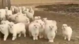 [Hewan] Beginilah saat kau dijadikan pemimpin oleh sekelompok domba