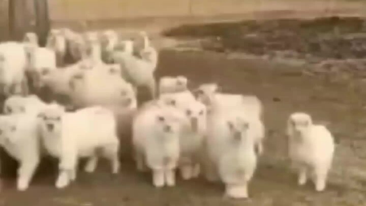 [Động vật] Khi bạn được lũ cừu coi như thủ lĩnh