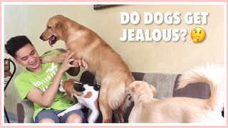 Nagseselos ba ang aso? (Do dogs get jealous? 🤔) | Golden Retriever, Aspin, & Beagle Philippines