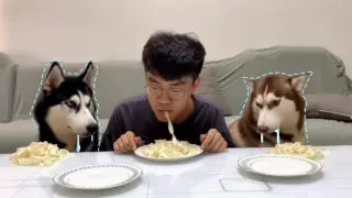 【Animal Circle】Two huskies competing in a noodles competition.