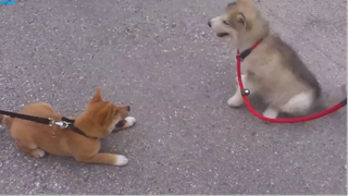 Alaskan malamute vs shiba inu #Dongvat