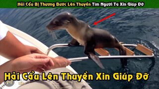 Con Hải Cẩu Bị Thương Bước Lên Thuyền Tìm Người Ta Xin Giúp Đỡ Và Cái Kết  | Tám Tới Tấp