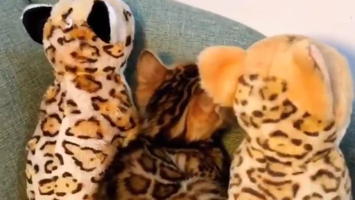 แพ้เพราะความน่ารัก