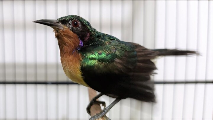 SUARA BURUNG : Masteran Kolibri Wulung Gacor Suara Jernih