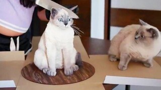 Pet's Cute Reaction To Cake Cutting 🧡 This Video Will Make Your Day | Pet Squad