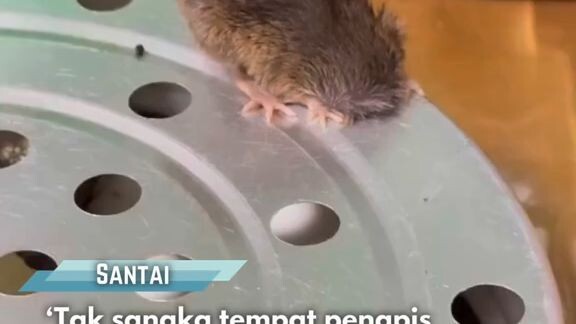 kenak perangkap🤣