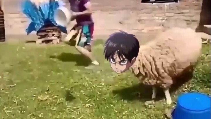 [Attack on the Lambs ①] Kemenangan pertama Kaiju? Reiner tersenyum sangat bahagia!