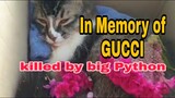 In memory of gucci (killed by big python)