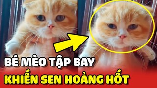 Chủ nhà HÚ HỒN với pha bay từ tầng 2 xuống của bé MÈO CON 😳 | Yêu Lu