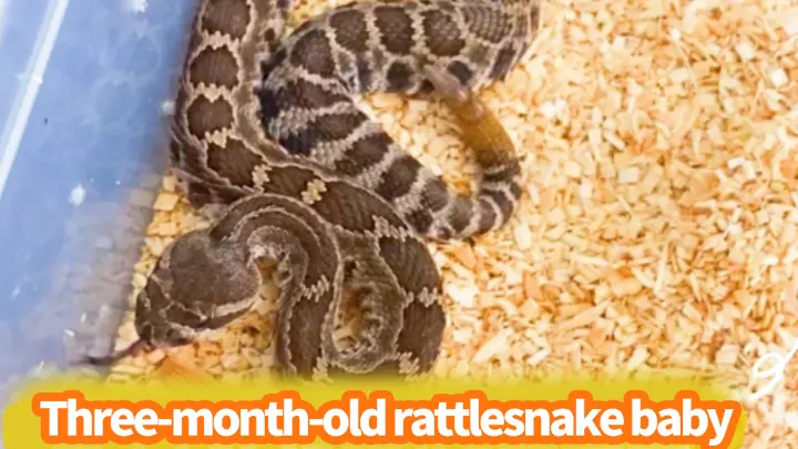 How Lethal Baby Rattlesnake Venom Is? Watch It Hunt To Find Out